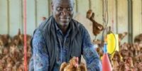 Gabon : Le pays entre dans la phase de vérité avant l’interdiction du poulet importé