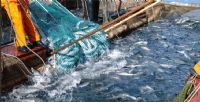 Pêche : 7,44 milliards DH de produits commercialisés à fin août 2026