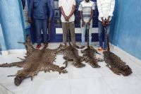 Congo-trafic de peaux de panthère : sept prévenus attendus devant le tribunal d’Ewo
