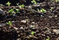 La santé des sols, nouveau front de la souveraineté alimentaire africaine