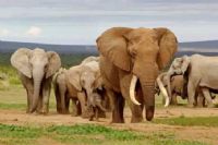 Éléphants en divagation : un jeune grièvement blessé à Badikaha
