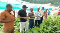 Mohéli : le SGG et le ministère de l’Agriculture découvrent les 5 000 bananiers cultivés avec l’appui du FSRP à Fomboni
