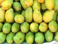 Mangue ivoirienne : 3,5 milliards FCFA pour reconquérir l’Europe
