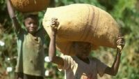 Cacao : 3 460 ménages suivis contre le travail des enfants