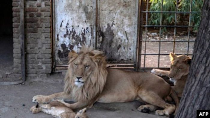un lion échappé du parc national de Nairobi sème la panique - Corbeau News Centrafrique ou si b il LPP