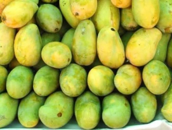 Mangue ivoirienne : 3,5 milliards FCFA pour reconquérir l’Europe