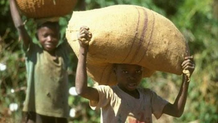 Cacao : 3 460 ménages suivis contre le travail des enfants